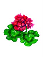 Пеларгонии