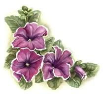Петунии