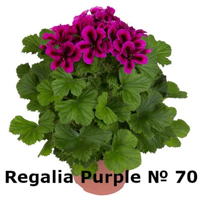 Пеларгония крупноцветковая Regalia Purple (№ 70) 2292 - фото 5207