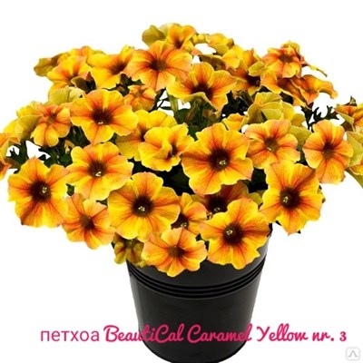 Петхоа BeautiCal Caramel Yellow № 3 (черенок) 2332 - фото 5255