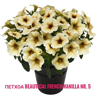 Петхоа BeautiCal French Vanilla № 5 (черенок) 2334 - фото 5258