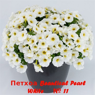 Петхоа Beautical Pearl White № 11 (черенок) 2340 - фото 5264