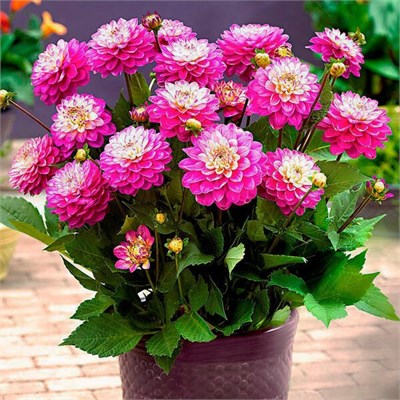 Георгина горшечная Melody PINK ALLEGRO декоративная № Г411 721143 - фото 5634