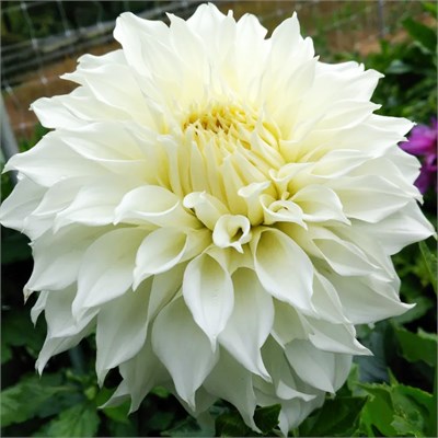 Георгина White Perfection декоративная макси № Г 41 732582 - фото 5645