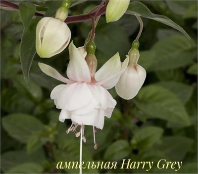 Фуксия Harry Grey (№ 27) 2133 - фото 5651