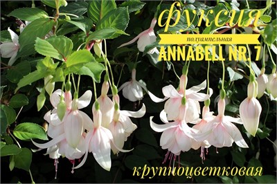 Фуксия Annabelle (№ 7) 2113-7 - фото 5658