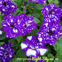 Петуния NightSky № 15 полуампельная 2271