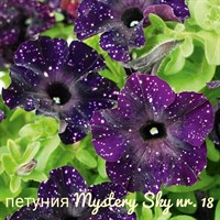 Петуния Mistery Sky № 18 полуампельная 2272