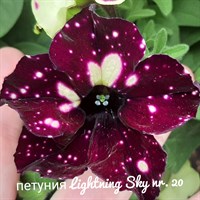 Петуния LightningSky № 20 полуампельная 2273