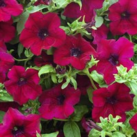 Петуния Petunia Surfinia Burgundy № 46 2280