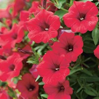 Петуния Petunia Surfinia Deep Red № 47 2281