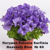 Петуния Petunia Surfinia Heavenly Blue № 60 2282