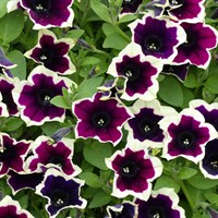 Петуния Petunia Cascadias Rim Magenta № 61 2283