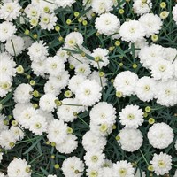Аргирантемум Honeybees Double White  (Арг 4) 2287