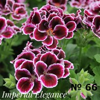 Пеларгония крупноцветковая Elegance Imperial (№ 66 ) 2288