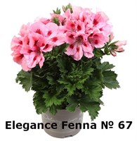 Пеларгония крупноцветковая Elegance Fenna (№ 67 ) 2289