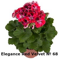 Пеларгония крупноцветковая Elegance Red Velvet (№ 68) 2290