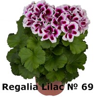 Пеларгония крупноцветковая Regalia Lilac (№ 69) 2291