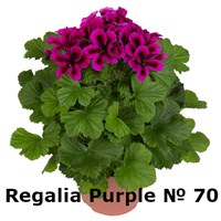 Пеларгония крупноцветковая Regalia Purple (№ 70) 2292
