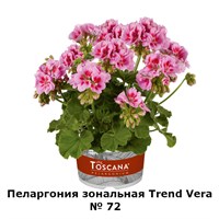Пеларгония зональная Trend Vera (№ 72) 2294