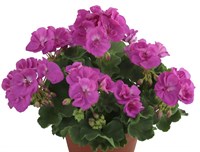 Пеларгония зональная Trend Lilac (№ 20) 2173
