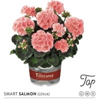 Пеларгония зональная Smart Lenja Salmon (№ 22) 2175