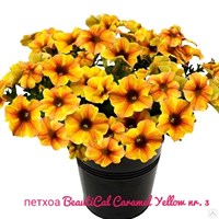 Петхоа BeautiCal Caramel Yellow № 3 (черенок) 2332