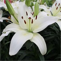 Лилия СПРАКЛИНГ ДЖОЙ Азиатские гибриды № 375 742526