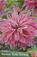 Георгина BABYLON LILAC FLAMED декоративная макси № Г 25 725493