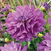 Георгина BLUETIFUL декоративная № Г342  1 шт. 722178