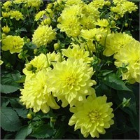 Георгина горшечная GALLERY Pinto № Г397 710053