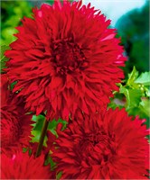 Георгина бахромчатая RED FUBUKI № Г 328 47148