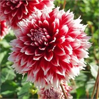 Георгина бахромчатая Red fnd White Fubuki № Г 88 747667