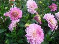 Георгина бахромчатая SAKURA FUBUKI № Г 92 761170