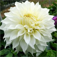 Георгина White Perfection декоративная макси № Г 41 732582