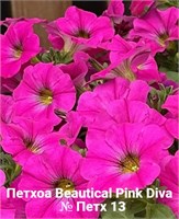 Петхоа Beautical Pink Diva № 13 (черенок) 2734