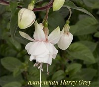 Фуксия Harry Grey (№ 27) 2133