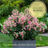 Фуксия Walz Jubelteen (№ 37) 2143
