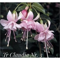 Фуксия Claudia (№ 3) 2109