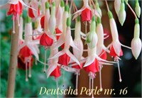 Фуксия Deutsche Perle (№ 16) 2122