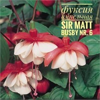 Фуксия Sir Matt Busby (№ 6) 2112