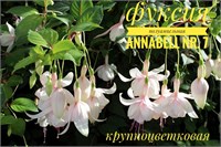 Фуксия Annabelle (№ 7) 2113-7