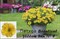 Петхоа Beautical Yellow Sun № 8 (горшок) 2276 - фото 5179