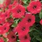 Петуния Petunia Surfinia Deep Red № 47 2281 - фото 5194