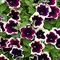 Петуния Petunia Cascadias Rim Magenta № 61 2283 - фото 5196