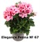 Пеларгония крупноцветковая Elegance Fenna (№ 67 ) 2289 - фото 5202