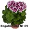 Пеларгония крупноцветковая Regalia Lilac (№ 69) 2291 - фото 5204