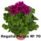 Пеларгония крупноцветковая Regalia Purple (№ 70) 2292 - фото 5207