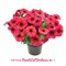 Петхоа BeautiCal Bordeaux № 1 (черенок) 2330 - фото 5252