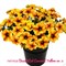 Петхоа BeautiCal Caramel Yellow № 3 (черенок) 2332 - фото 5255